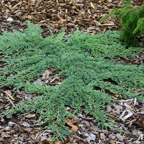 Juniperus squamata 'Blue Carpet' - Kirju kadakas 'Blue Carpet'